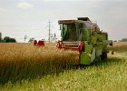 Claas Drescher 37